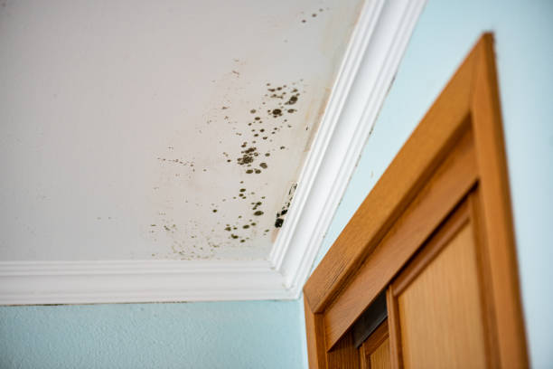 Best DIY Mold Remediation Support Services in Cedartown, GA