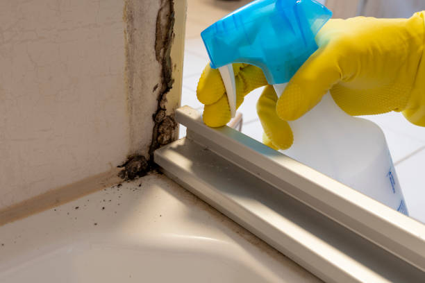 Best Attic Mold Remediation in Cedartown, GA