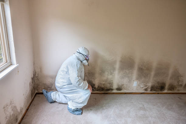 Best Black Mold Remediation in Cedartown, GA